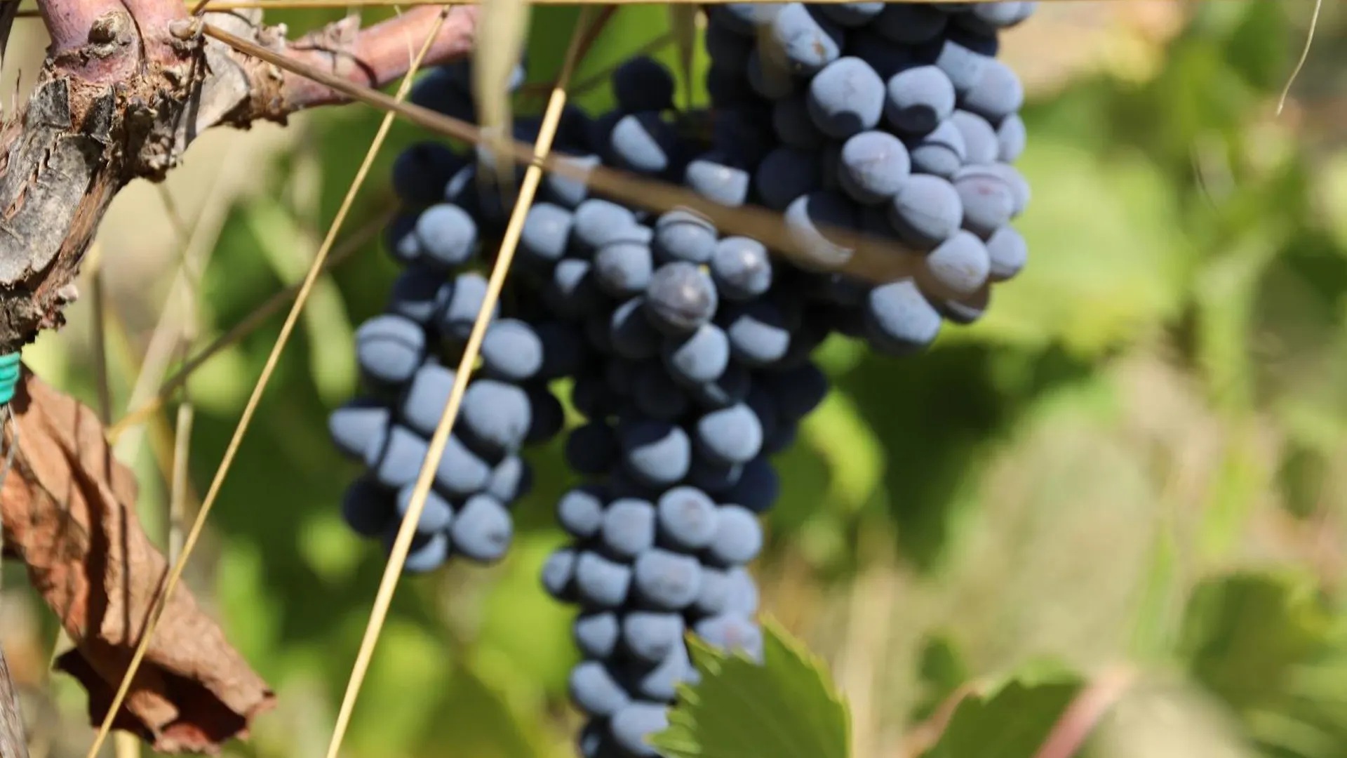 Podere Giglio Villanova  农家乐 Villanova (Tuscany)